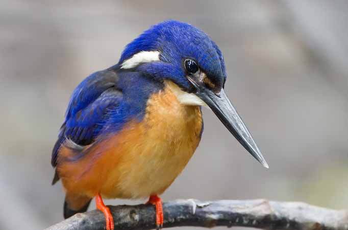 kingfisher-beak-imagejpg
