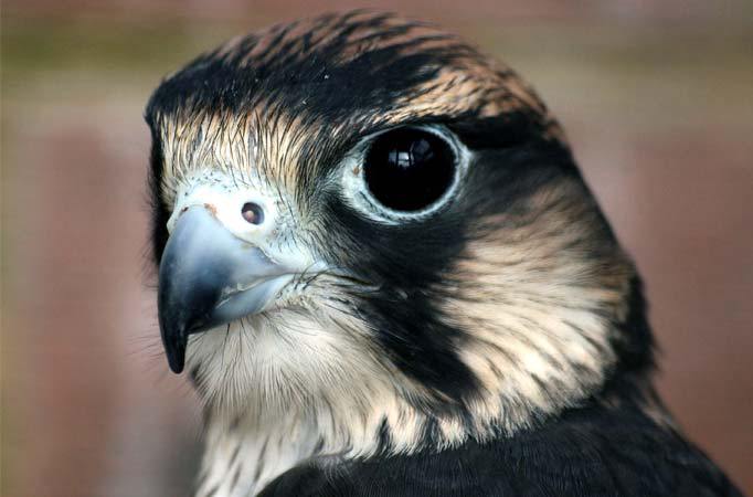 peregrine-falcon-close-upjpg