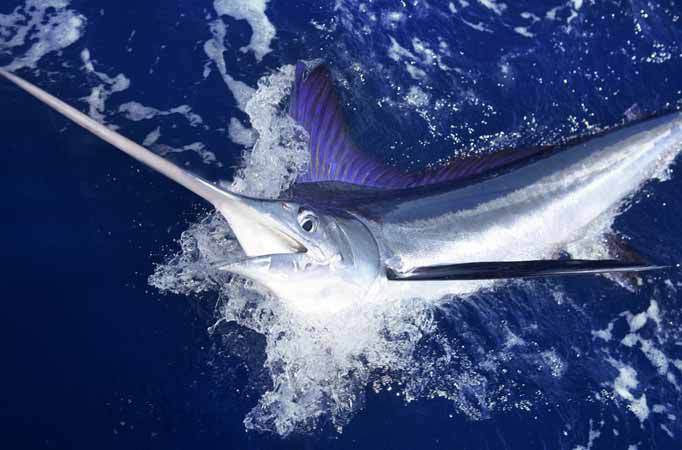 sailfish-imagejpg