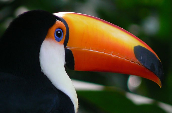 toucan-bird-imagejpg